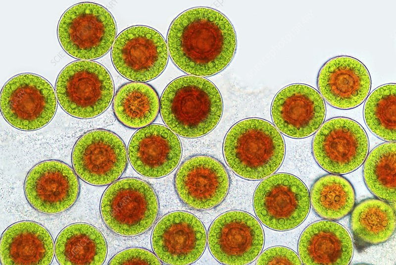 Astaxanthin antioxidant for eye protection