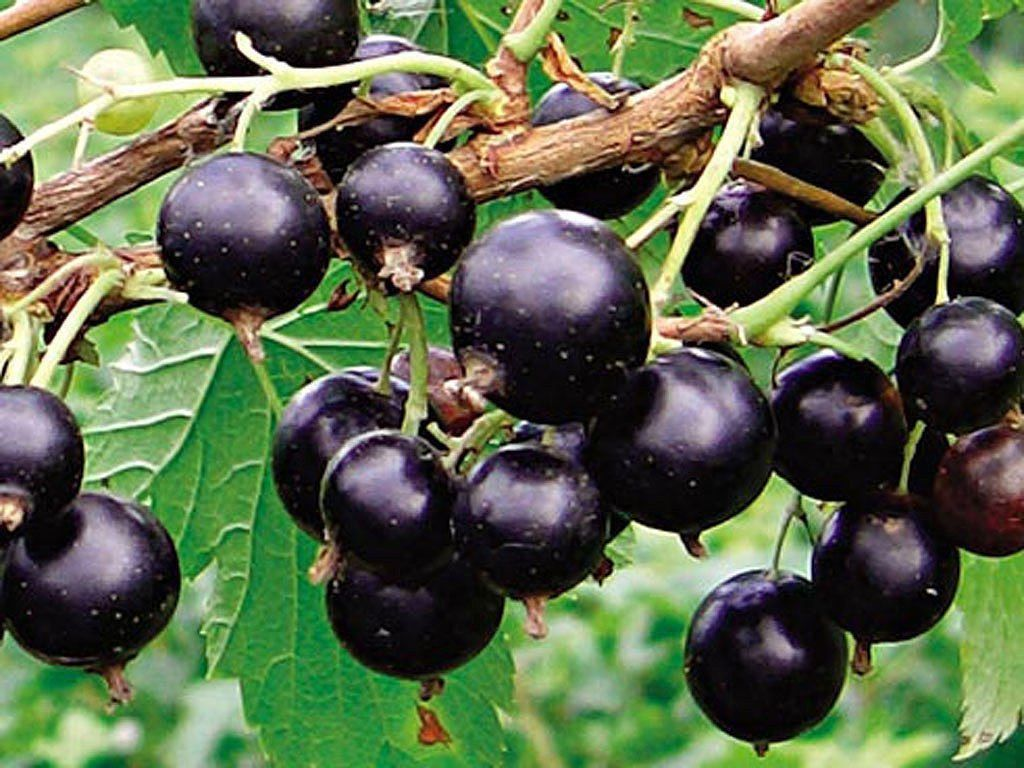 Black Currant C3G extract for night vision support