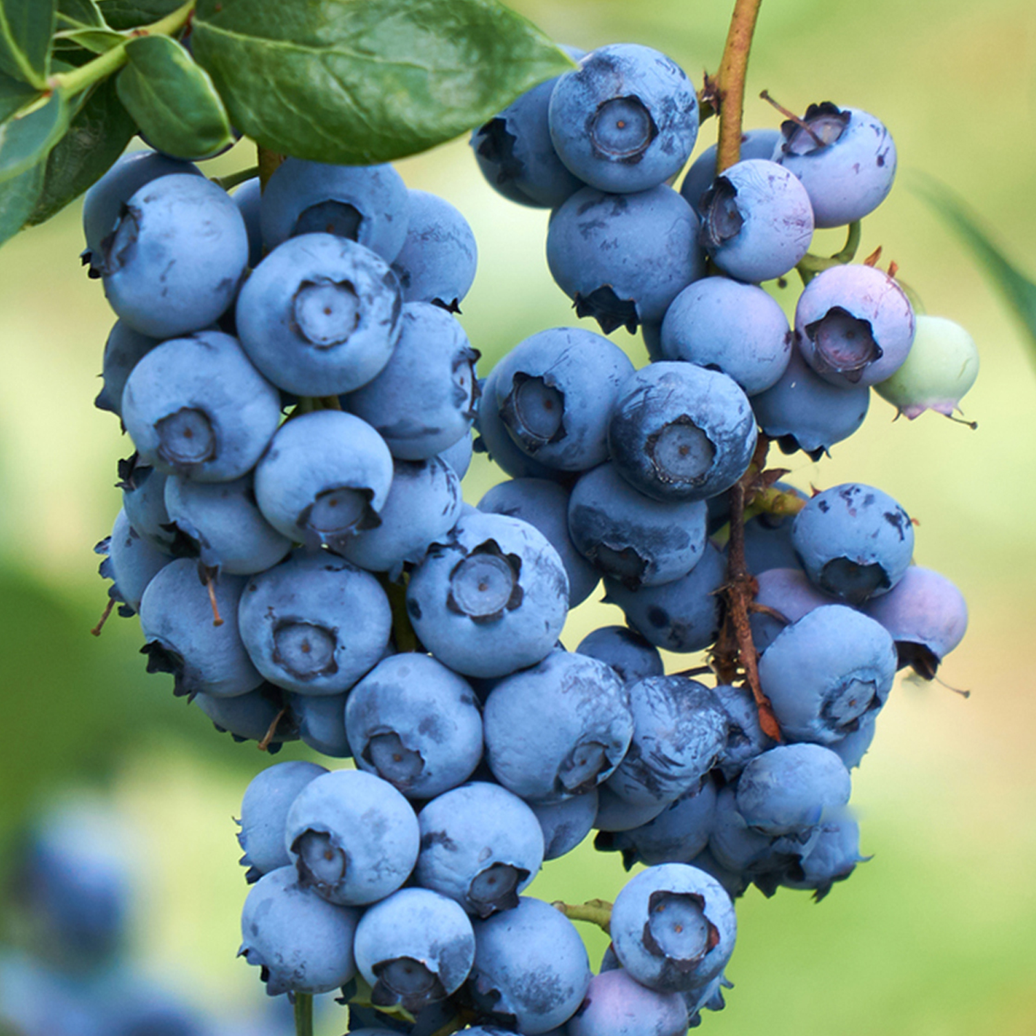North American Blueberry antioxidant for vision support