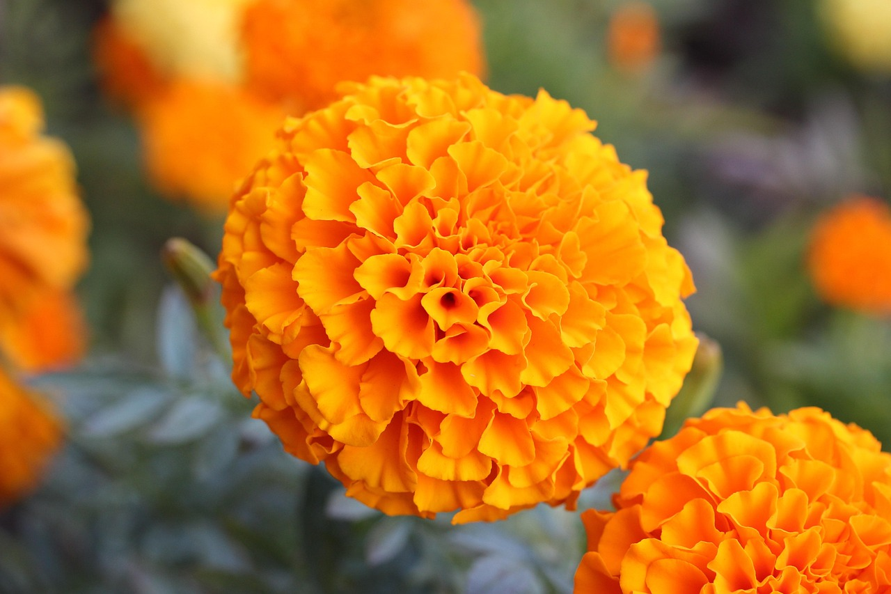 Zeaxanthin isomers for blue light protection